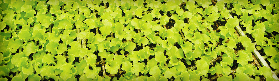 Aplicação do TN Gold