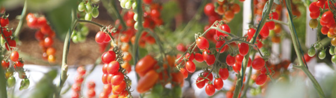 Aplicação do TN Mix Vaso