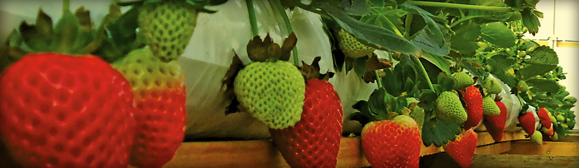 Aplicação do TN Slab