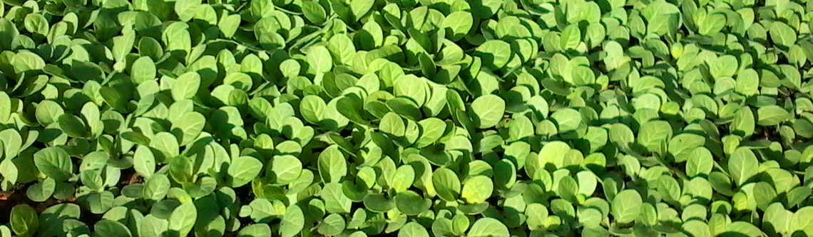 Aplicação do TN Top Gold