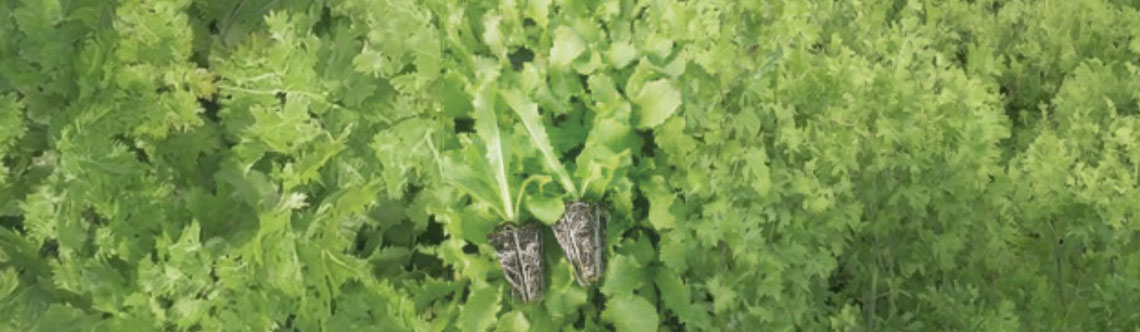 Aplicação do TN Top Multi Gold