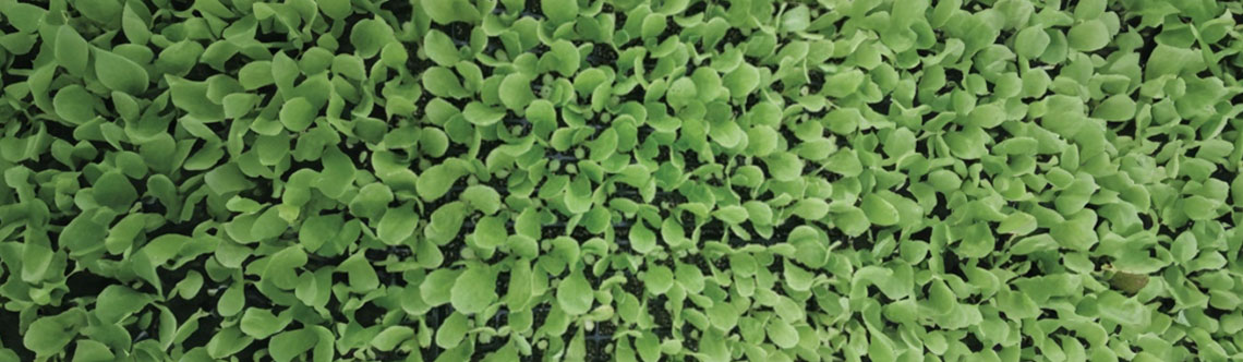 Aplicação do TN Top Multi Mix