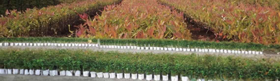 Aplicação do TN Top Multi